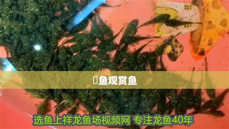 魟魚觀賞魚