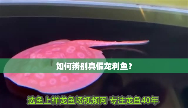 如何辨別真假龍利魚？ 如何辨別真假龍利魚？ 龍魚論壇