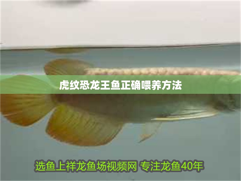 虎紋恐龍王魚正確喂養(yǎng)方法
