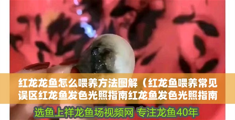 紅龍龍魚怎么喂養方法圖解（紅龍魚喂養常見誤區紅龍魚發色光照指南紅龍魚發色光照指南）