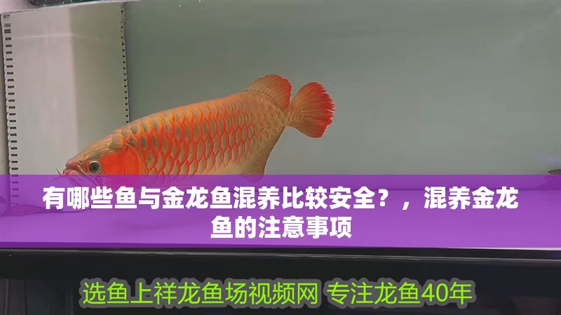 有哪些魚與金龍魚混養比較安全？，混養金龍魚的注意事項