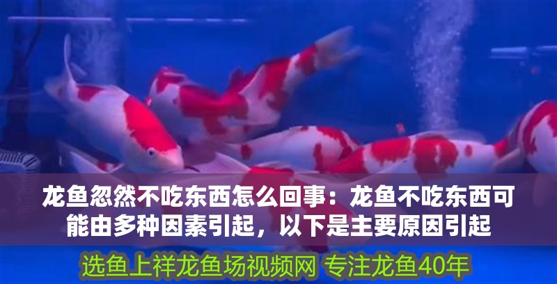 龍魚忽然不吃東西怎么回事：龍魚不吃東西可能由多種因素引起，以下是主要原因引起