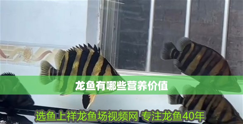 龍魚有哪些營養價值