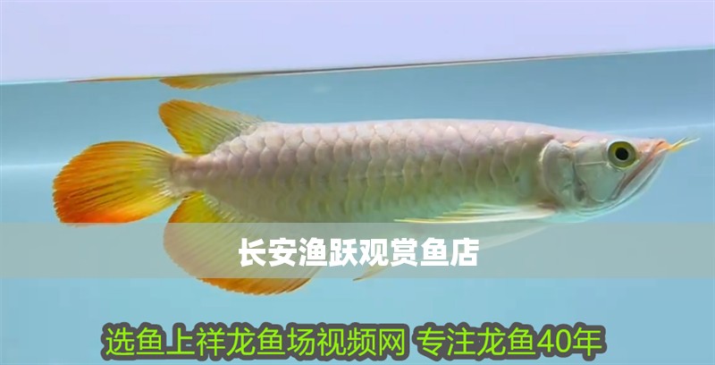 長(zhǎng)安漁躍觀賞魚(yú)店