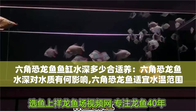 六角恐龍魚魚缸水深多少合適養(yǎng)：六角恐龍魚水深對(duì)水質(zhì)有何影響,六角恐龍魚適宜水溫范圍查詢