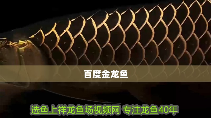 百度金龍魚 百度金龍魚 龍魚百科