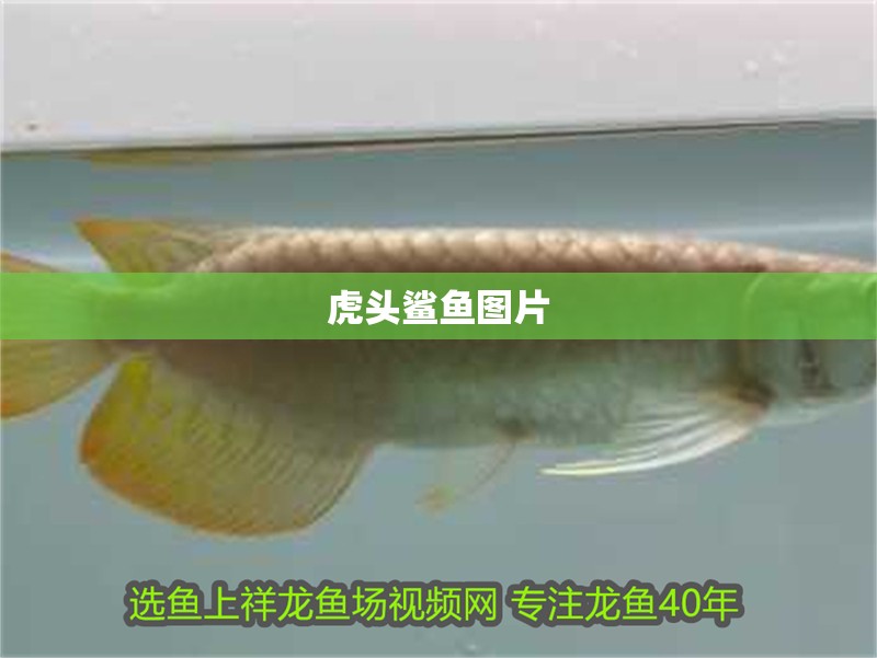 虎頭鯊魚圖片 虎頭鯊魚圖片 龍魚論壇