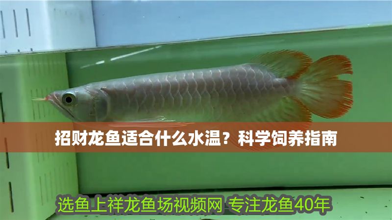 招財龍魚適合什么水溫？科學(xué)飼養(yǎng)指南 招財龍魚適合什么水溫？科學(xué)飼養(yǎng)指南 龍魚百科 第1張