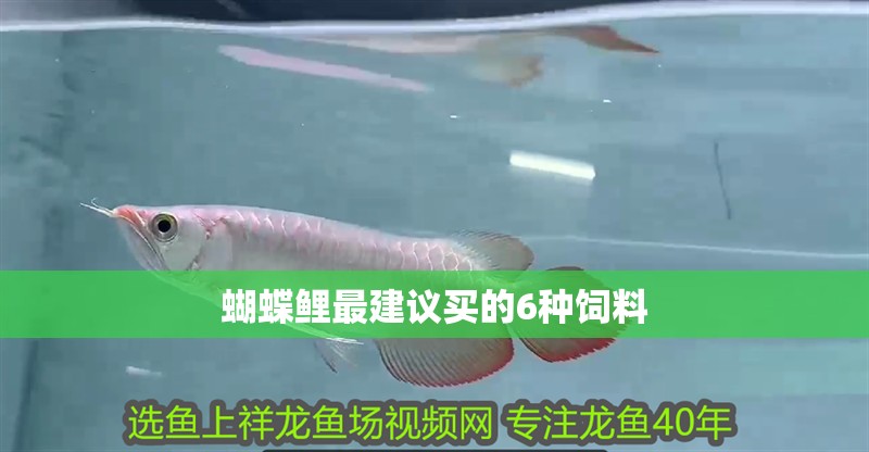 蝴蝶鯉最建議買的6種飼料 蝴蝶鯉最建議買的6種飼料 龍魚論壇