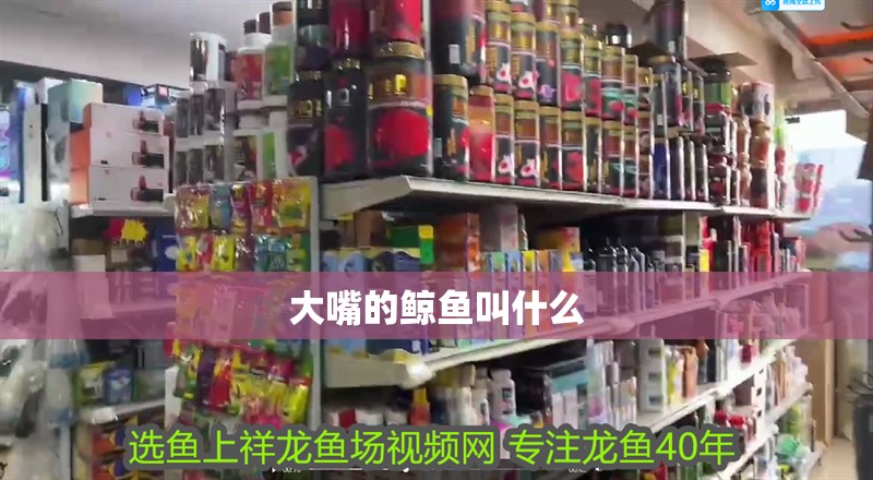 大嘴的鯨魚叫什么 大嘴的鯨魚叫什么 龍魚論壇