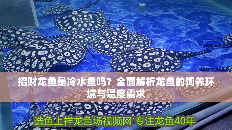 招財龍魚是冷水魚嗎？全面解析龍魚的飼養環境與溫度需求