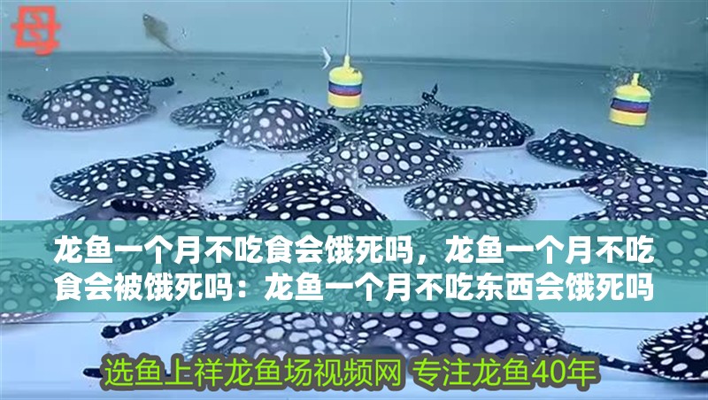 龍魚一個月不吃食會餓死嗎，龍魚一個月不吃食會被餓死嗎：龍魚一個月不吃東西會餓死嗎 龍魚一個月不吃食會餓死嗎，龍魚一個月不吃食會被餓死嗎：龍魚一個月不吃東西會餓死嗎 龍魚百科