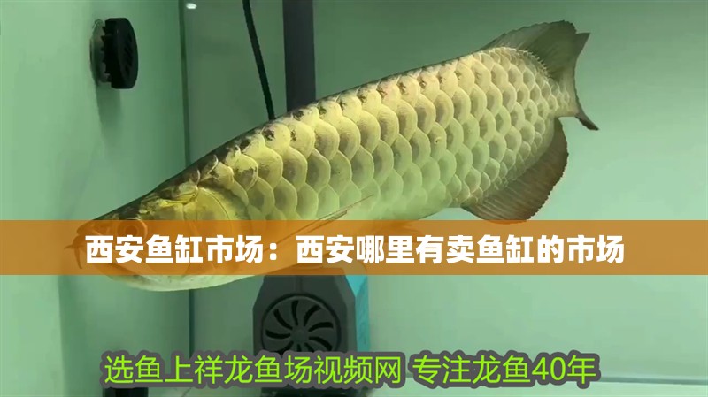 西安魚缸市場：西安哪里有賣魚缸的市場