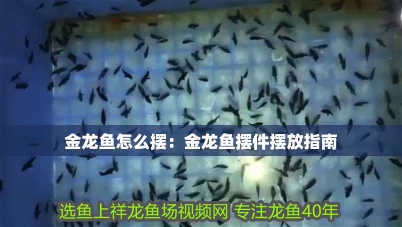金龍魚怎么擺：金龍魚擺件擺放指南 金龍魚怎么擺：金龍魚擺件擺放指南 龍魚百科