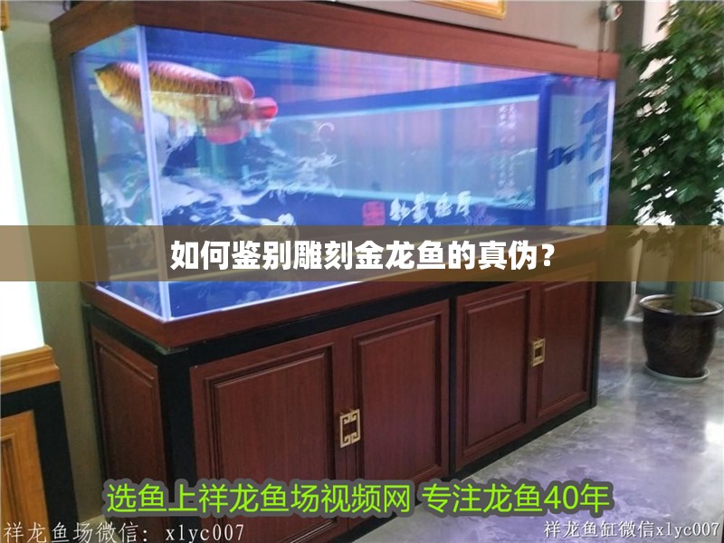 如何鑒別雕刻金龍魚的真偽？