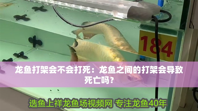 龍魚打架會不會打死：龍魚之間的打架會導致死亡嗎？