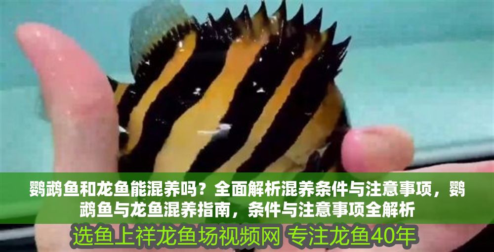 鸚鵡魚和龍魚能混養(yǎng)嗎？全面解析混養(yǎng)條件與注意事項，鸚鵡魚與龍魚混養(yǎng)指南，條件與注意事項全解析