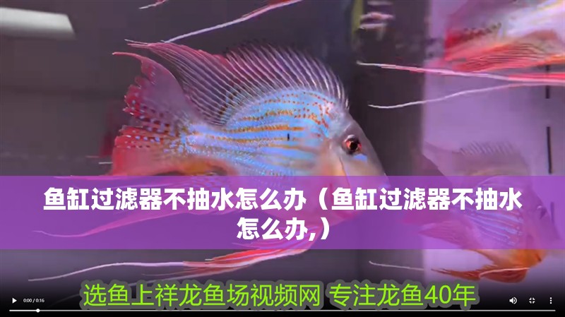 魚缸過濾器不抽水怎么辦（魚缸過濾器不抽水怎么辦,）