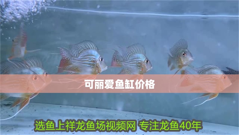 可麗愛魚缸價格