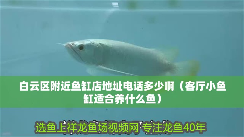 白云區附近魚缸店地址電話多少啊（客廳小魚缸適合養什么魚）