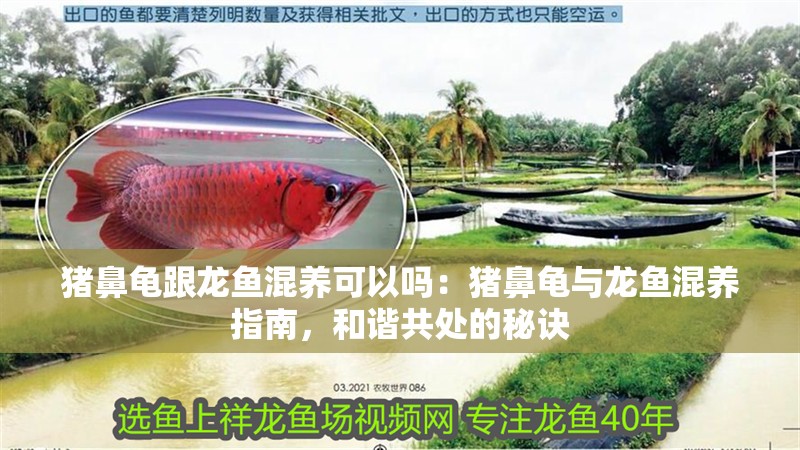 豬鼻龜跟龍魚混養(yǎng)可以嗎：豬鼻龜與龍魚混養(yǎng)指南，和諧共處的秘訣