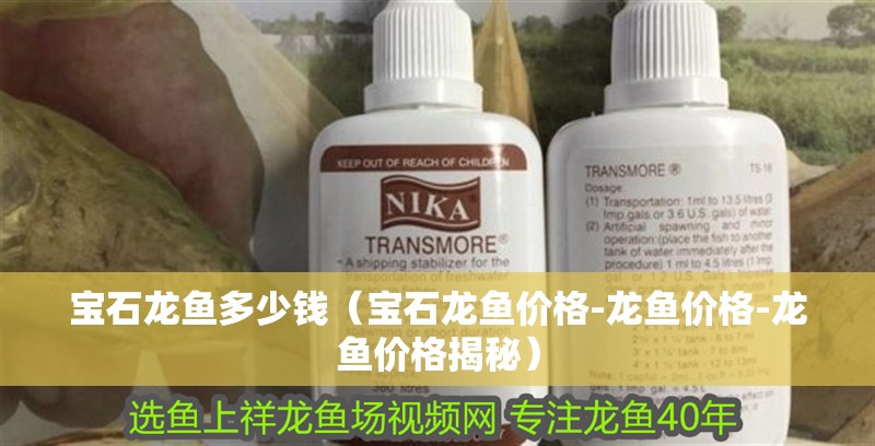 新到家的小虎魚 寶石龍魚多少錢(寶石龍魚價格-龍魚價格-龍魚價格揭秘) 龍魚百科 寶石龍魚多少錢(寶石龍魚價格-龍魚價格-龍魚價格揭秘) 寶石龍魚多少錢(寶石龍魚價格-龍魚價格-龍魚價格揭秘) 龍魚百科