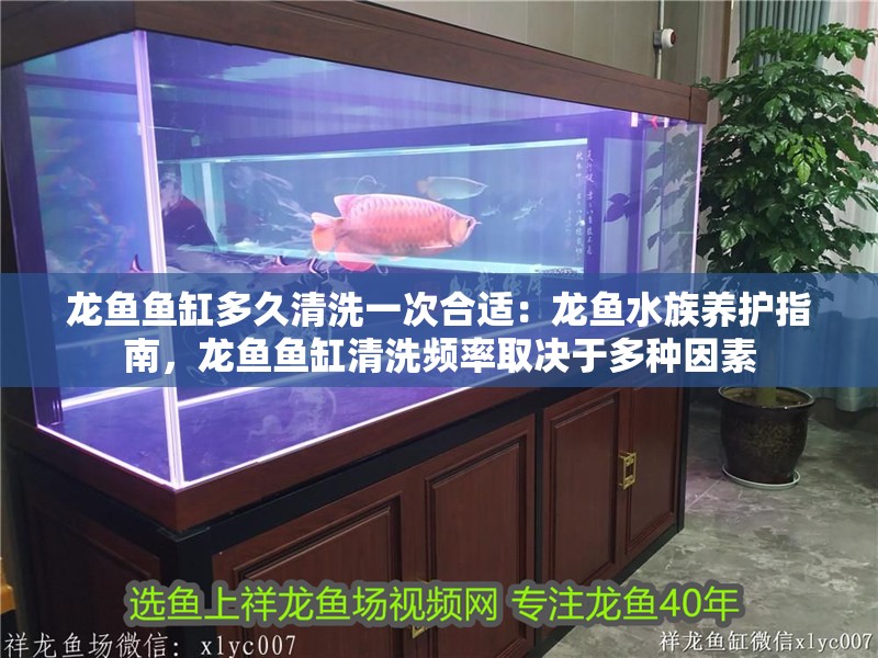 龍魚魚缸多久清洗一次合適：龍魚水族養(yǎng)護(hù)指南，龍魚魚缸清洗頻率取決于多種因素