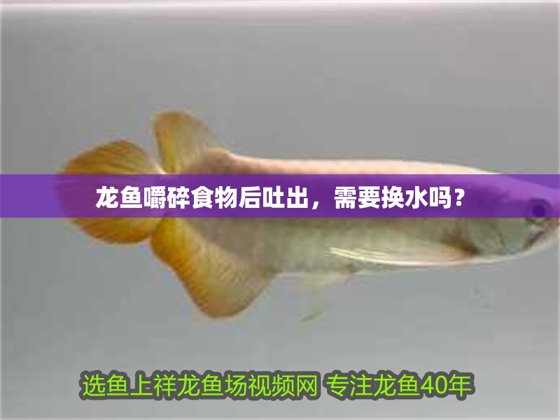 龍魚嚼碎食物后吐出，需要換水嗎？
