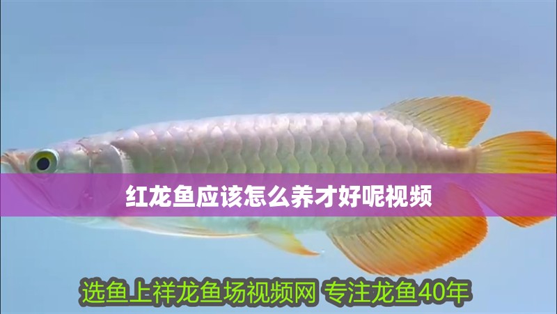 紅龍魚應(yīng)該怎么養(yǎng)才好呢視頻