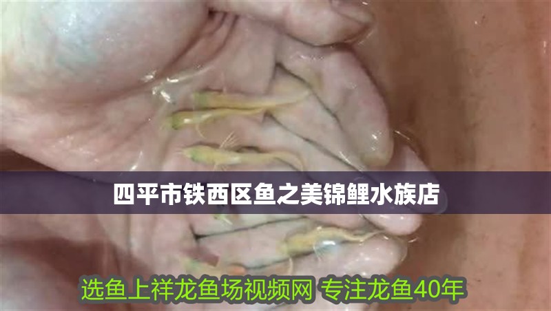 四平市鐵西區(qū)魚之美錦鯉水族店
