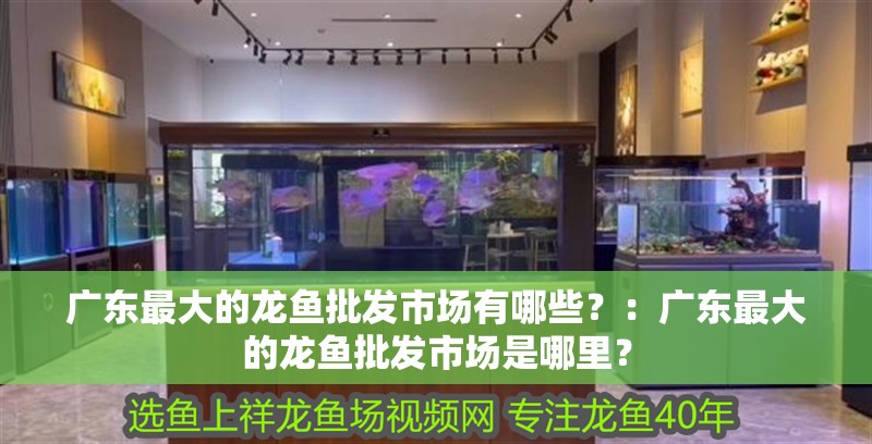 廣東最大的龍魚批發市場有哪些？：廣東最大的龍魚批發市場是哪里？