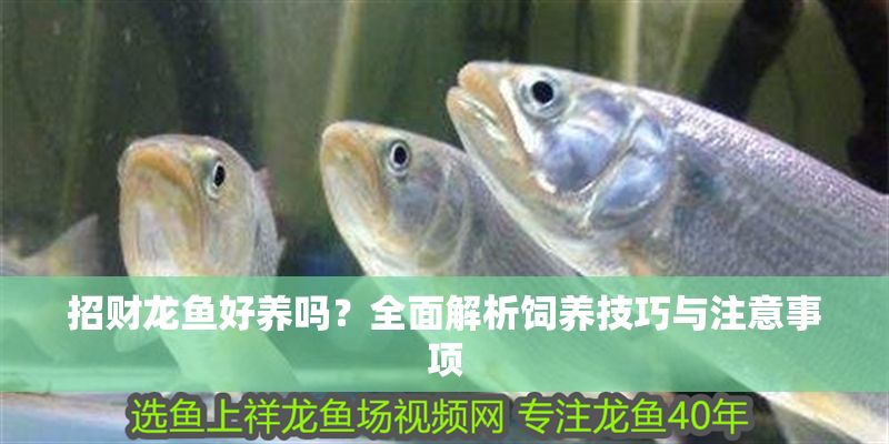 招財龍魚好養嗎？全面解析飼養技巧與注意事項