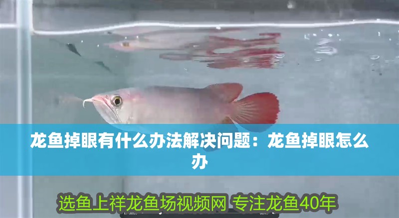 龍魚掉眼有什么辦法解決問題：龍魚掉眼怎么辦