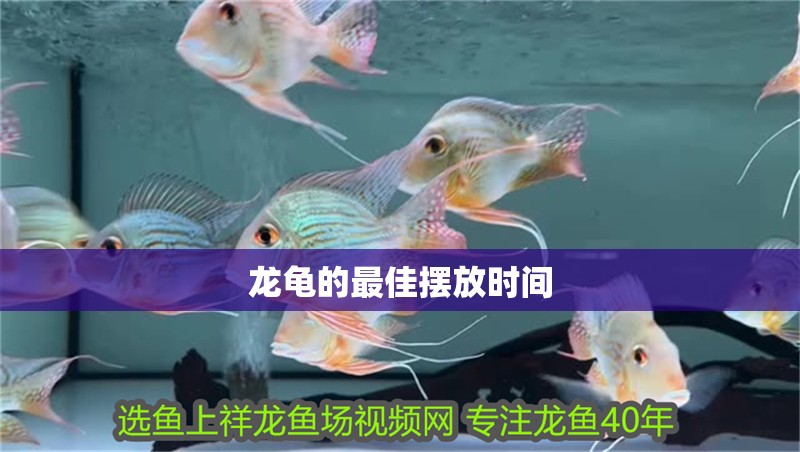 龍龜?shù)淖罴褦[放時(shí)間