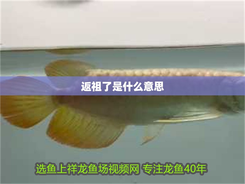 返祖了是什么意思