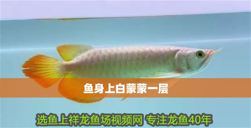 魚身上白蒙蒙一層 魚身上白蒙蒙一層 龍魚論壇