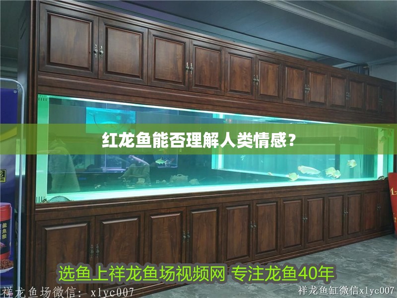 紅龍魚能否理解人類情感？