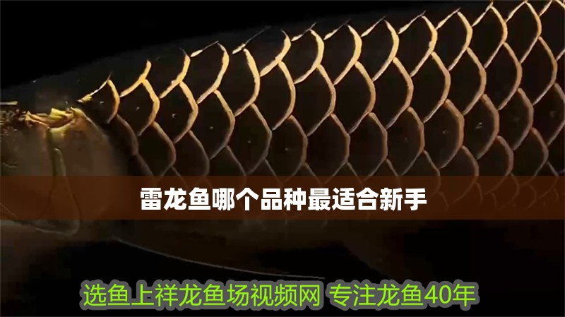 雷龍魚哪個品種最適合新手
