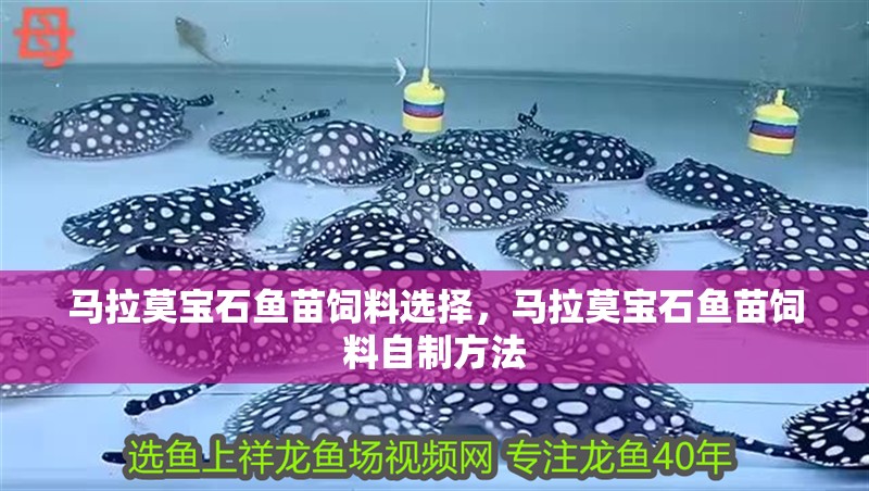 馬拉莫寶石魚苗飼料選擇，馬拉莫寶石魚苗飼料自制方法