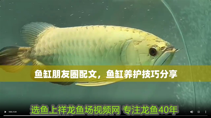 魚缸朋友圈配文，魚缸養(yǎng)護(hù)技巧分享