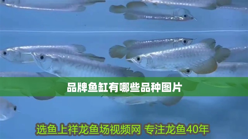 品牌魚缸有哪些品種圖片