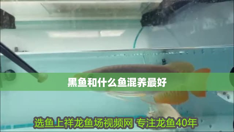黑魚和什么魚混養最好 黑魚和什么魚混養最好 龍魚論壇