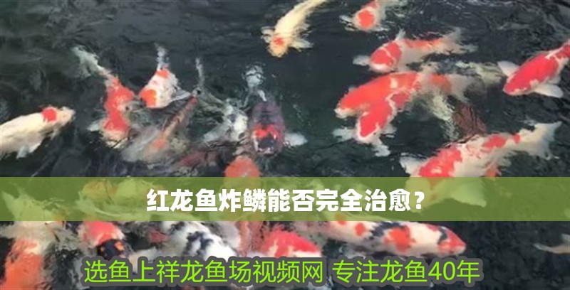 紅龍魚炸鱗能否完全治愈？ 紅龍魚炸鱗能否完全治愈？ 龍魚百科