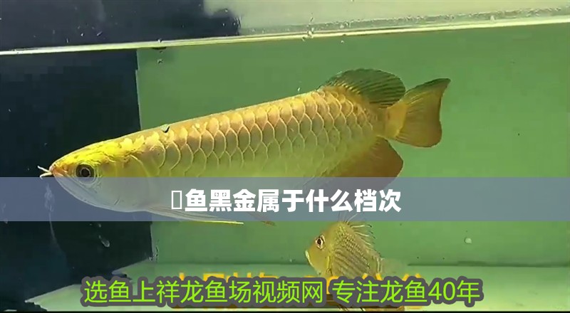 魟魚黑金屬于什么檔次