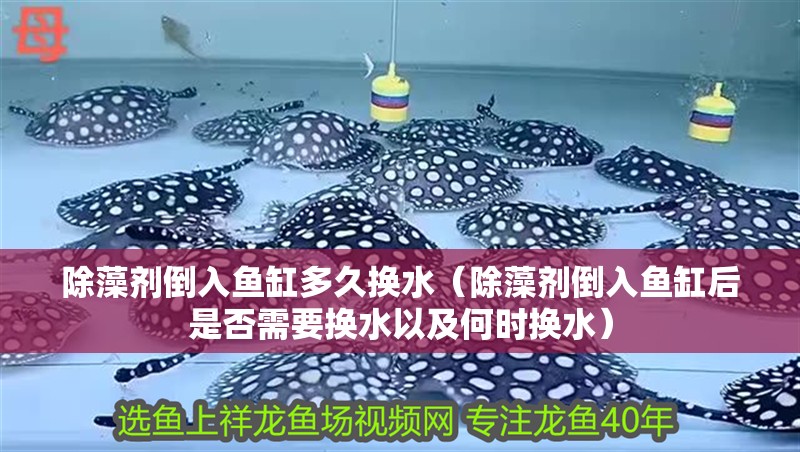 除藻劑倒入魚缸多久換水（除藻劑倒入魚缸后是否需要換水以及何時換水）