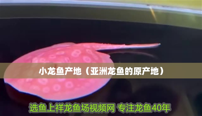 小龍魚產地（亞洲龍魚的原產地）