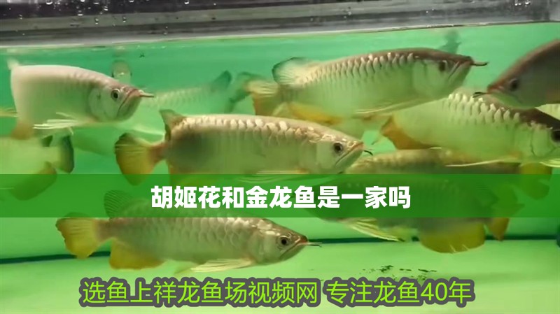 胡姬花和金龍魚是一家嗎