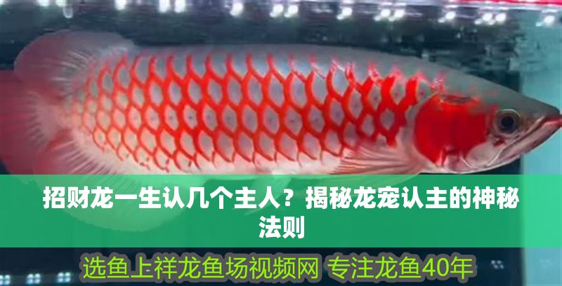 招財龍一生認幾個主人？揭秘龍寵認主的神秘法則