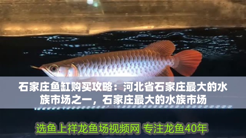 石家莊魚(yú)缸購(gòu)買(mǎi)攻略：河北省石家莊最大的水族市場(chǎng)之一，石家莊最大的水族市場(chǎng)