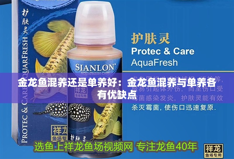 金龍魚混養(yǎng)還是單養(yǎng)好：金龍魚混養(yǎng)與單養(yǎng)各有優(yōu)缺點